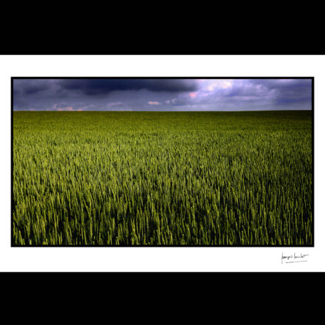 normandie blé dru avant la pluie trun © francois louchet