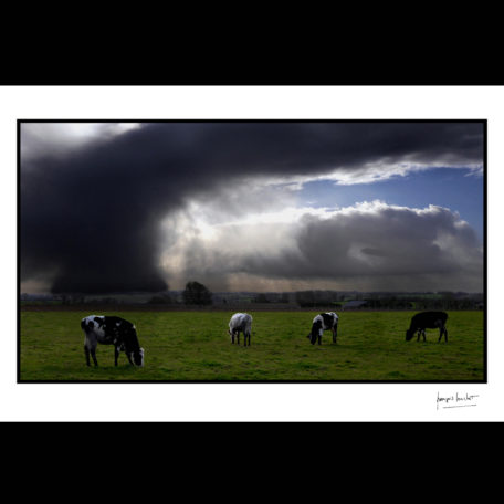 normandie vache d'orage espins © francois louchet